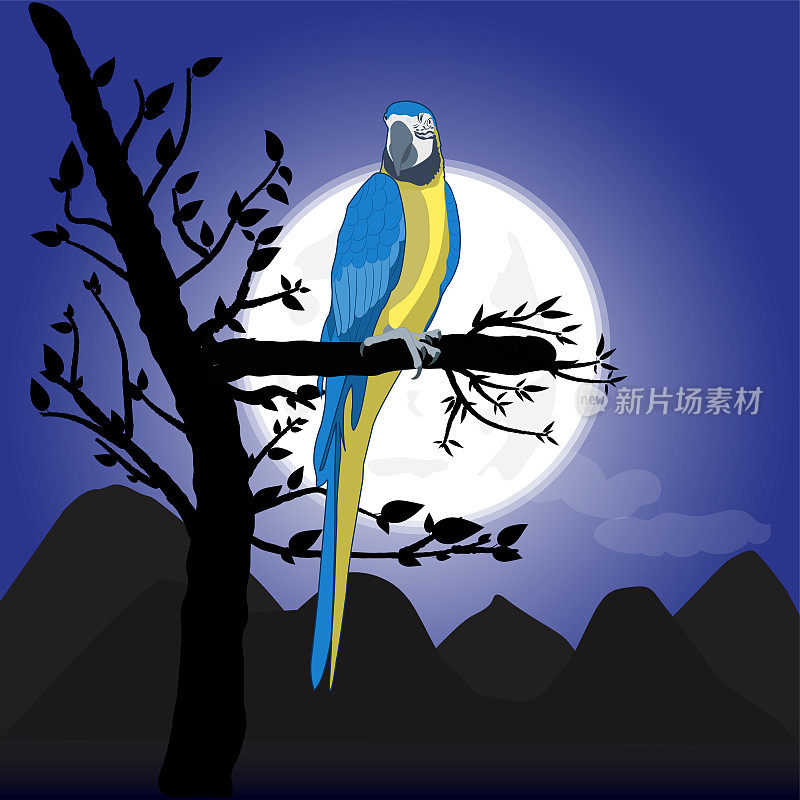 Bird Macaw standing on branch with moon background an night , vector illustration isolate black background